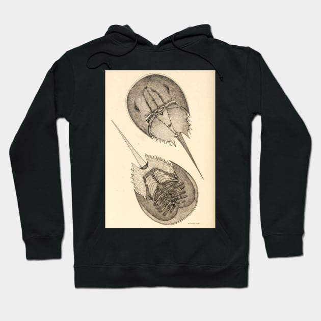 Horseshoe Crab Hoodie by bluespecsstudio